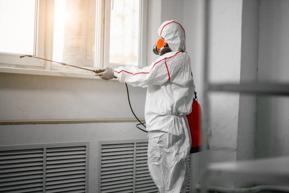 Professional mold remediation services in Silverthorne, CO